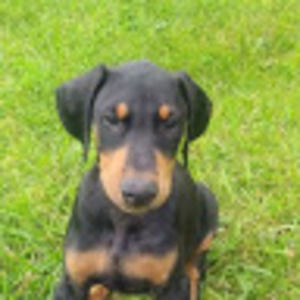 Meet your Posher, Timothy